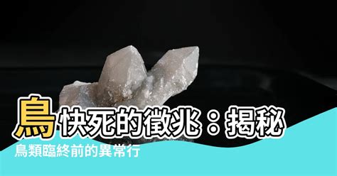 鳥死前的徵兆